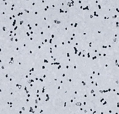 Линолеум Forbo Sphera Ec 450007 grey sky фото 1 | FLOORDEALER